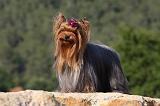 YORKSHIRE TERRIER 531